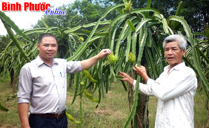 Thanh long ruột đỏ: Có thể chuyên canh ở Đăng Hà?