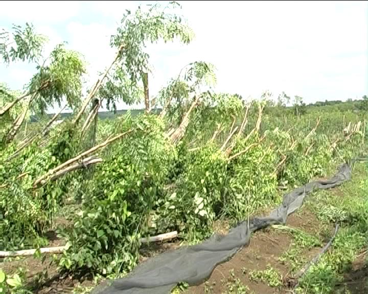 Lộc Ninh bị nhiều thiên tai bất thường