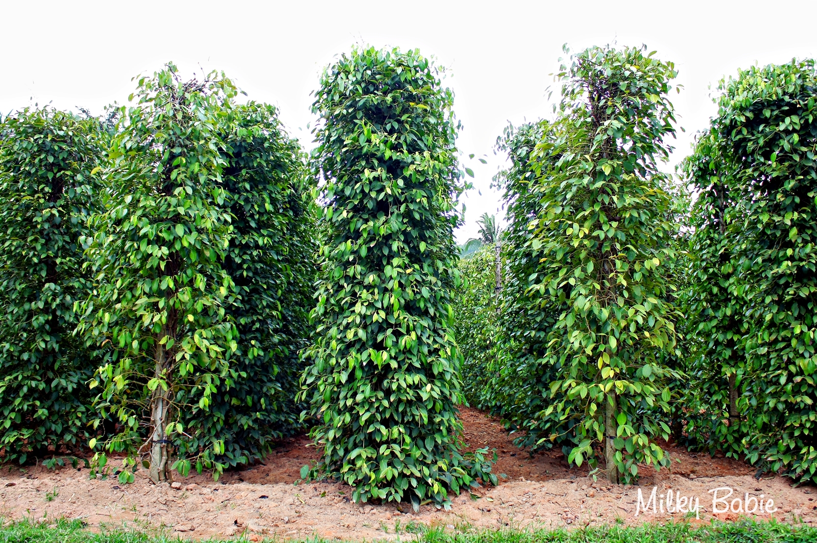 Huyện Lộc Ninh thu ng&acirc;n s&aacute;ch 74,289 tỷ đồng