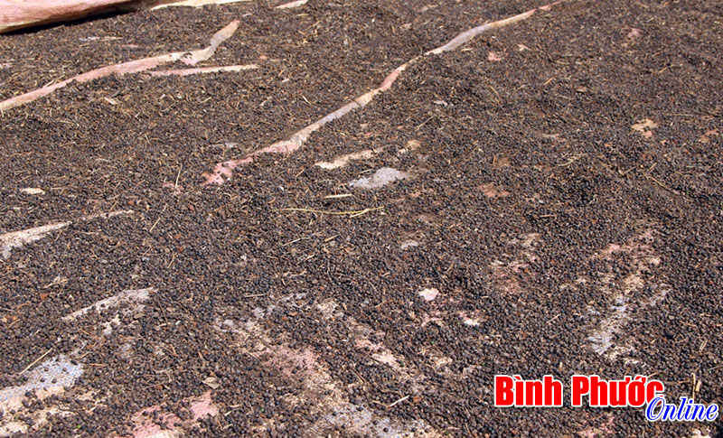 Xuất hiện tình trạng mua bán tiêu dỏm