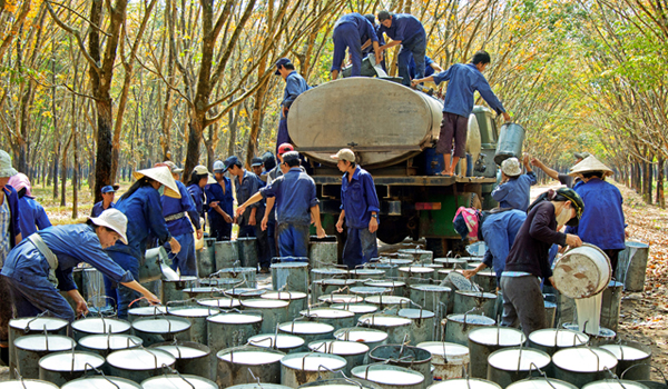 Ng&agrave;nh cao su kỷ niệm 85 năm ng&agrave;y truyền thống: Sẽ tổ chức tại Ph&uacute; Riềng