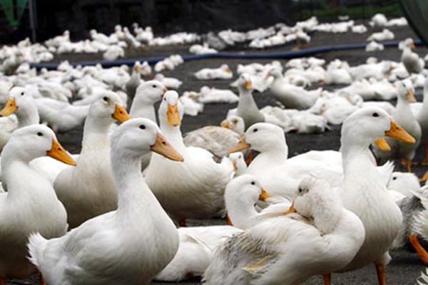 V&agrave;o t&ugrave; v&igrave; trộm vịt