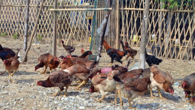 &ldquo;Trẻ trộm g&agrave;...&rdquo;