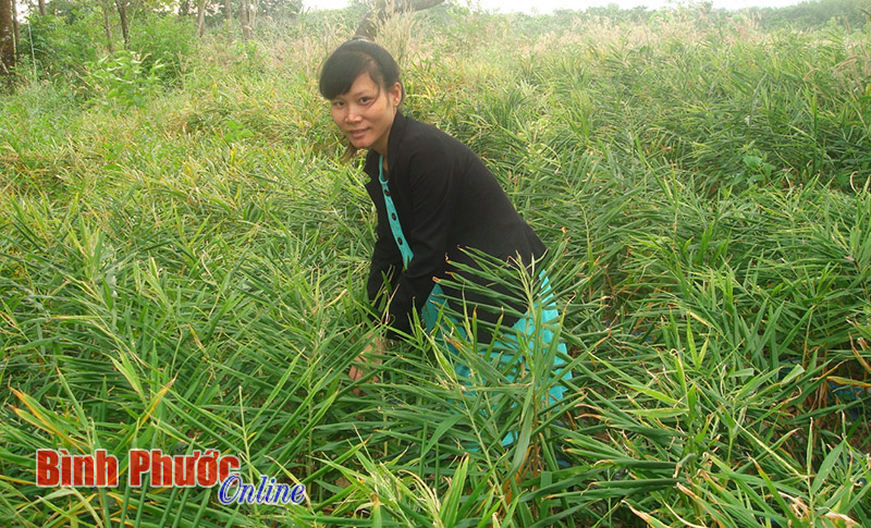 Trồng gừng trong bao: Giải pháp cho người ít đất