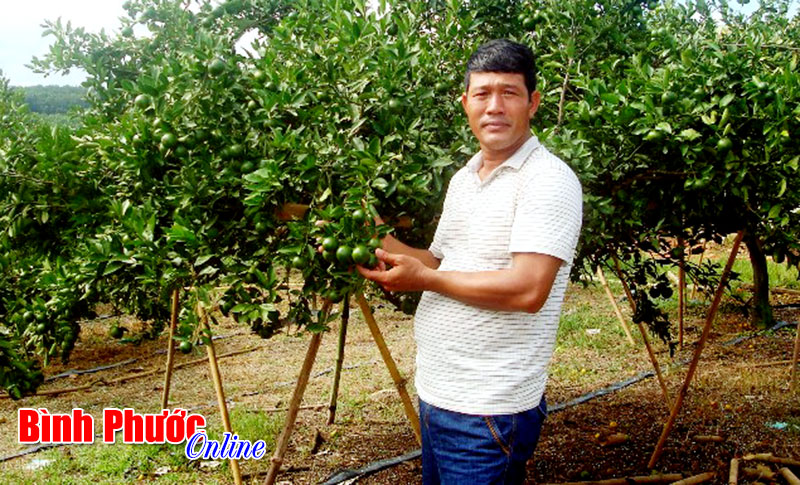 Trồng quýt đường cho thu nhập cao