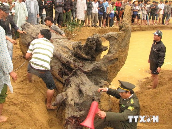 Chuyển gốc sưa nặng khoảng 2 tấn về bảo tàng Quảng Bình