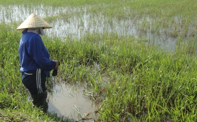 Dân đổ xô bắt đỉa bán 