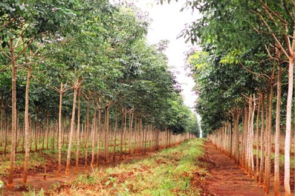 Kiểm tra đất cao su sẽ giao cho huyện Chơn Thành