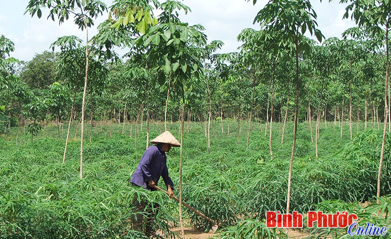 Vận động nhân dân không phá bỏ cây cao su