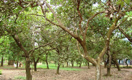 Bắt 2 kẻ trộm điều