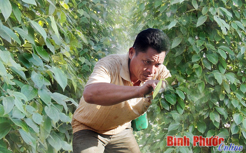 Kiên trì giữ vườn chờ giá