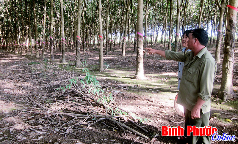 X&eacute;t xử sơ thẩm lần 2 vụ ch&aacute;y vườn cao su ở T&acirc;n Th&agrave;nh: Chứng cứ buộc tội kh&ocirc;ng thuyết phục