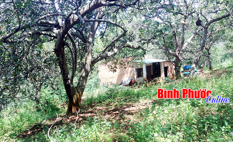 Xử l&yacute; nghi&ecirc;m trường hợp chiếm lại t&agrave;i sản đ&atilde; đấu gi&aacute;