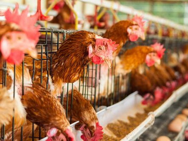 Cảnh báo virus cúm gia cầm mới lây từ người sang người