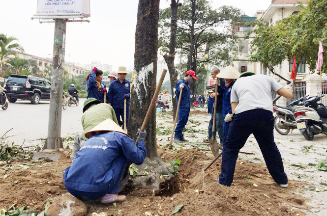 Vụ chặt cây xanh: Đình chỉ hàng loạt cán bộ Sở Xây dựng