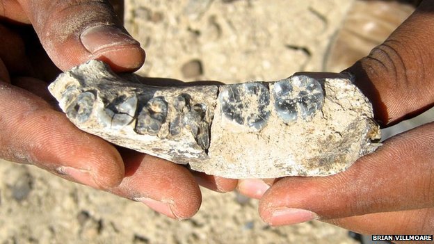 Phát hiện hàm răng người tiền sử 2,8 triệu năm