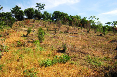 Hạn mức mới giao đất trống, đồi núi trọc