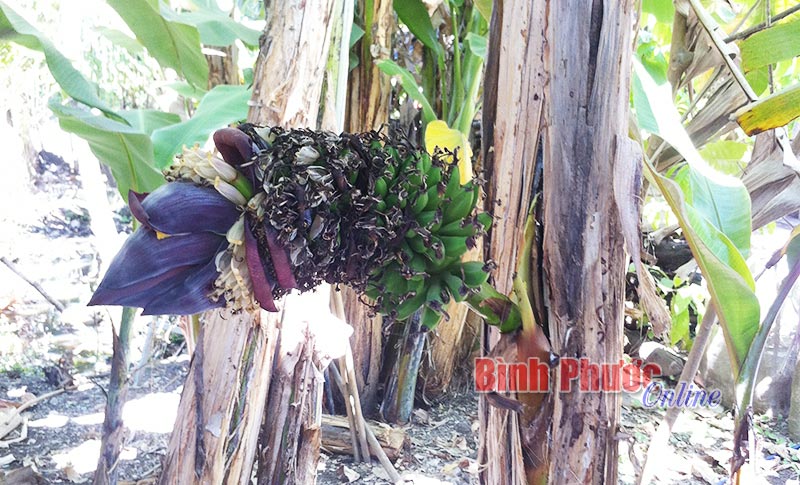 Chuối có… cành