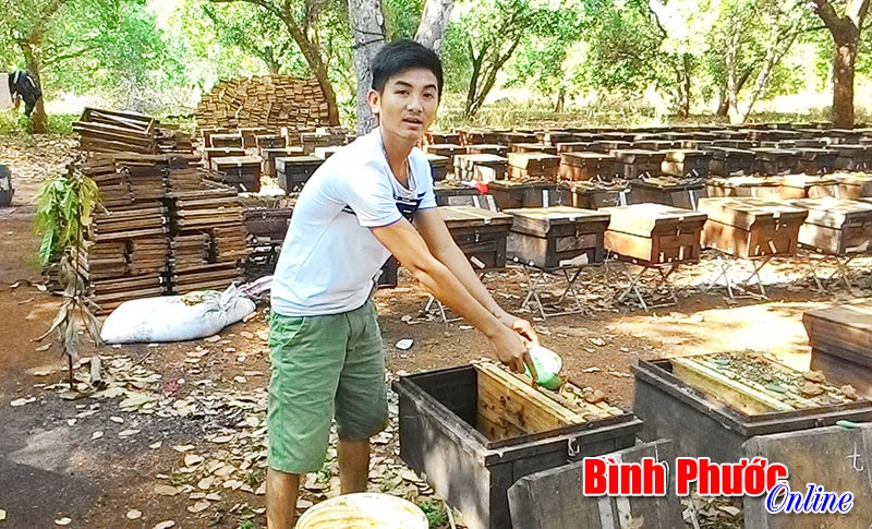Thu tiền tỷ từ nuôi ong lấy mật