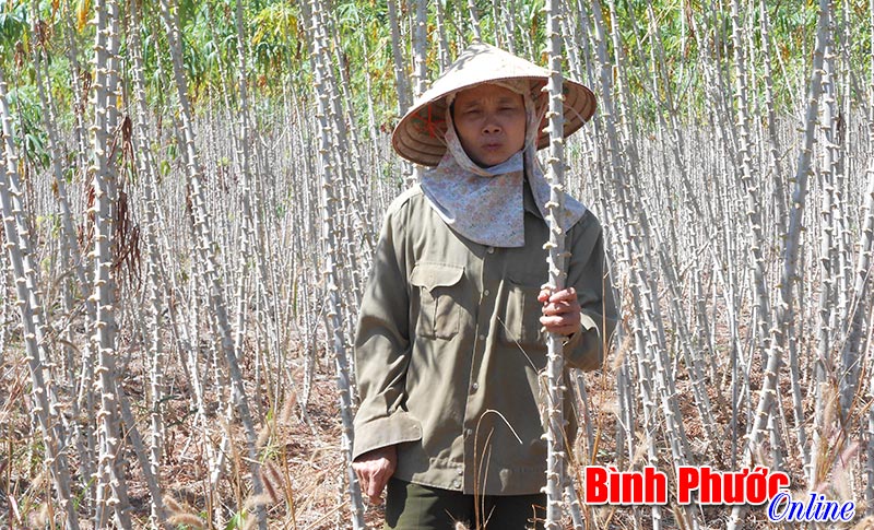 Mì cuối vụ giá giảm vẫn không người mua