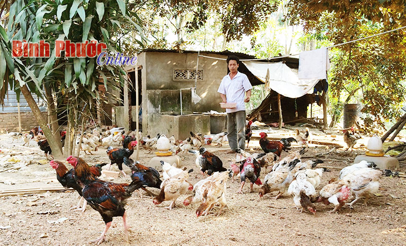 Nuôi gà Đông Tảo thả vườn, hướng phát triển kinh tế mới