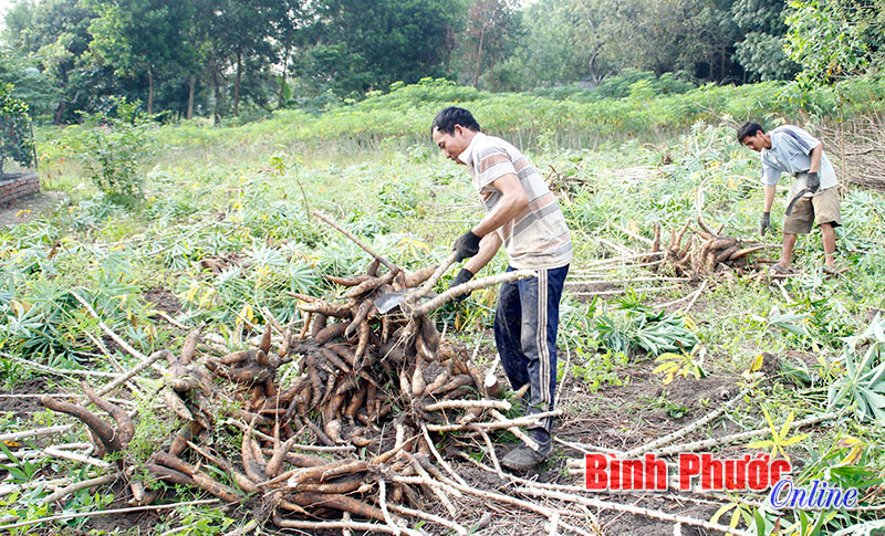 Tín hiệu vui cho người trồng mì ở Bình Phước