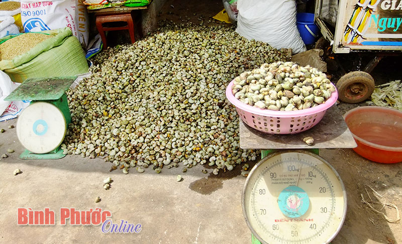 Giá điều thô đầu vụ tăng cao