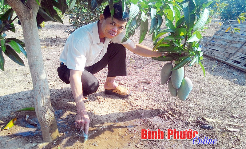 Hiệu quả từ việc tưới cây bằng hệ thống béc phun