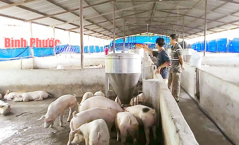 Nuôi heo gia công hướng đi mới của nông dân