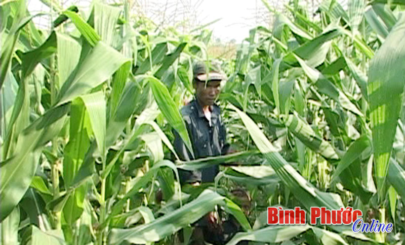 Tin vui kép cho nông dân ở Hớn Quản