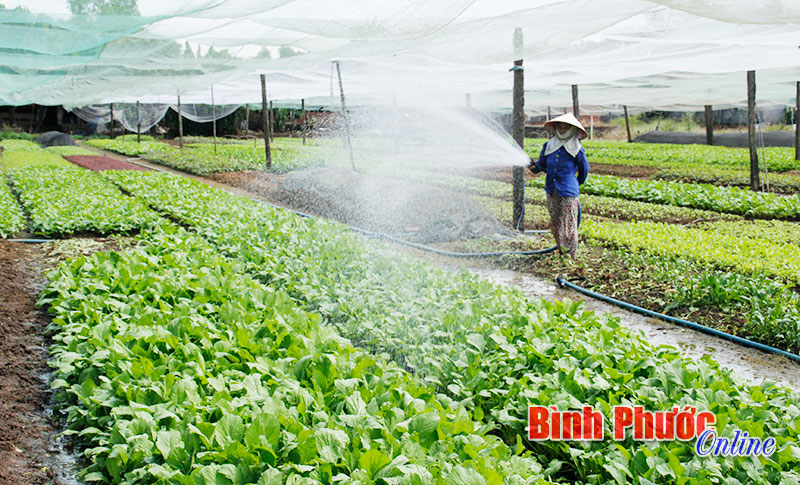 Giải ngân 450 triệu đồng cho 3 dự án trồng rau và nuôi bò sinh sản