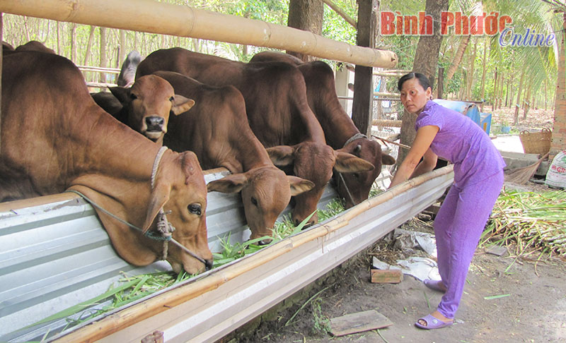 Bài cuối: Nuôi bò khép kín quy mô hộ gia đình