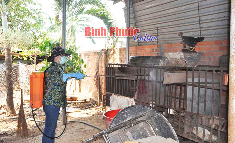 Bình Phước chủ động phòng chống dịch trên gia súc, gia cầm