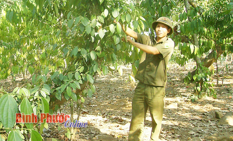 Hiệu quả cao từ khu vườn nhiều tầng