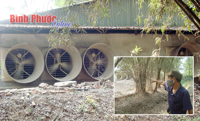 Bức xúc vì trại gà gây ô nhiễm