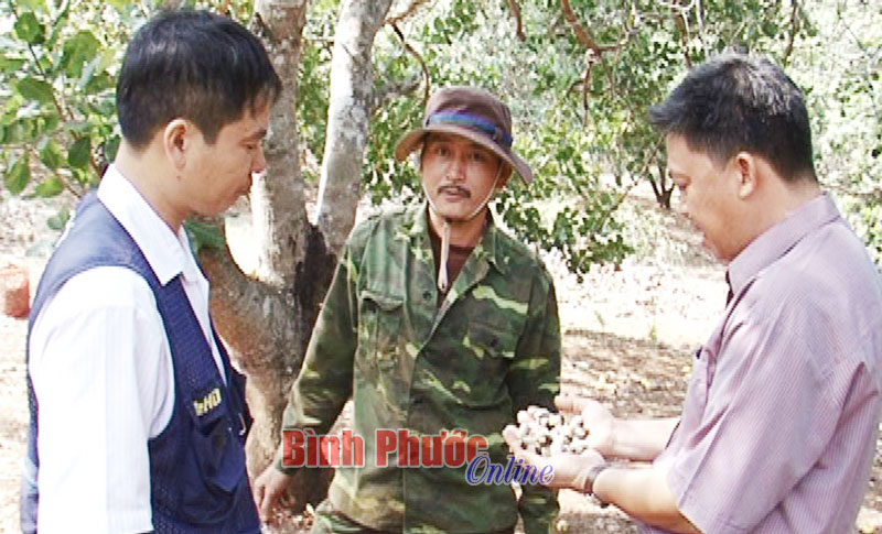 Dự báo sản lượng điều Bù Đăng giảm 40%