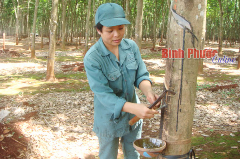 Phong trào thi đua “Giỏi việc nước, đảm việc nhà” ở cao su Bình Long