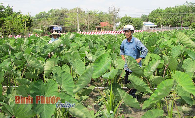 Lựa chọn mới của một nông dân Chơn Thành