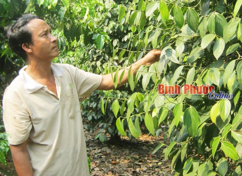 Thu gần 600 triệu đồng/năm từ 2 ha đất