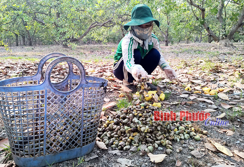 Cây điều có phụ nhà nông?! (Bài 1)