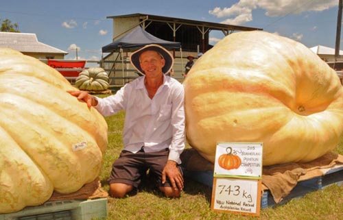 Bí ngô khổng lồ hơn 700 kg