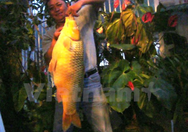 Câu được con cá chép vàng khổng lồ nặng hơn 10kg ở Lâm Đồng