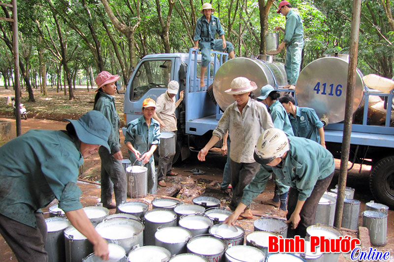 4 công ty cao su của VRG ở Bình Phước đều vượt kế hoạch sản lượng