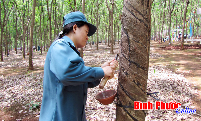 Cao su Lộc Ninh hoàn thành 16% kế hoạch năm