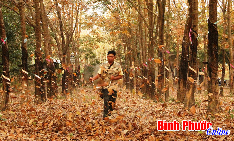 Cao su mùa thay “áo”