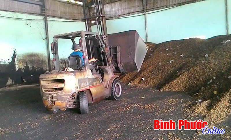 Cây điều có phụ nhà nông?! (Bài cuối)