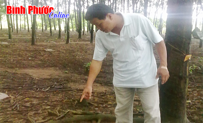 L&atilde;nh đạo huyện Chơn Th&agrave;nh trao giấy chứng nhận cho c&aacute;c Doanh nghiệp, trang trại ti&ecirc;u biểu tr&ecirc;n địa b&agrave;n huyện