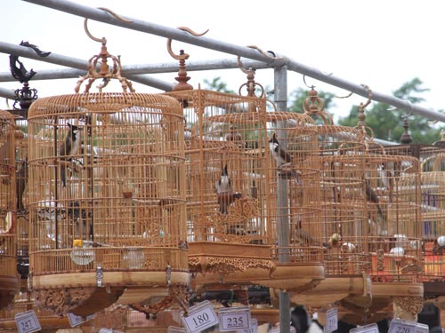 Bù Đăng tổ chức hội thi chào mào hót