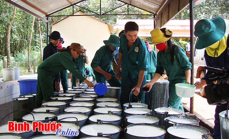 Đảng bộ C&ocirc;ng ty cao su Ph&uacute; Riềng th&aacute;ng 6-2015 sẽ tổ chức đại hội