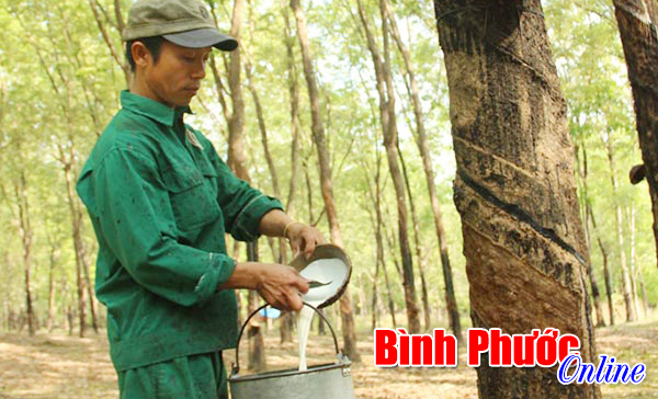 Đầu xuân, khơi dòng nhựa trắng